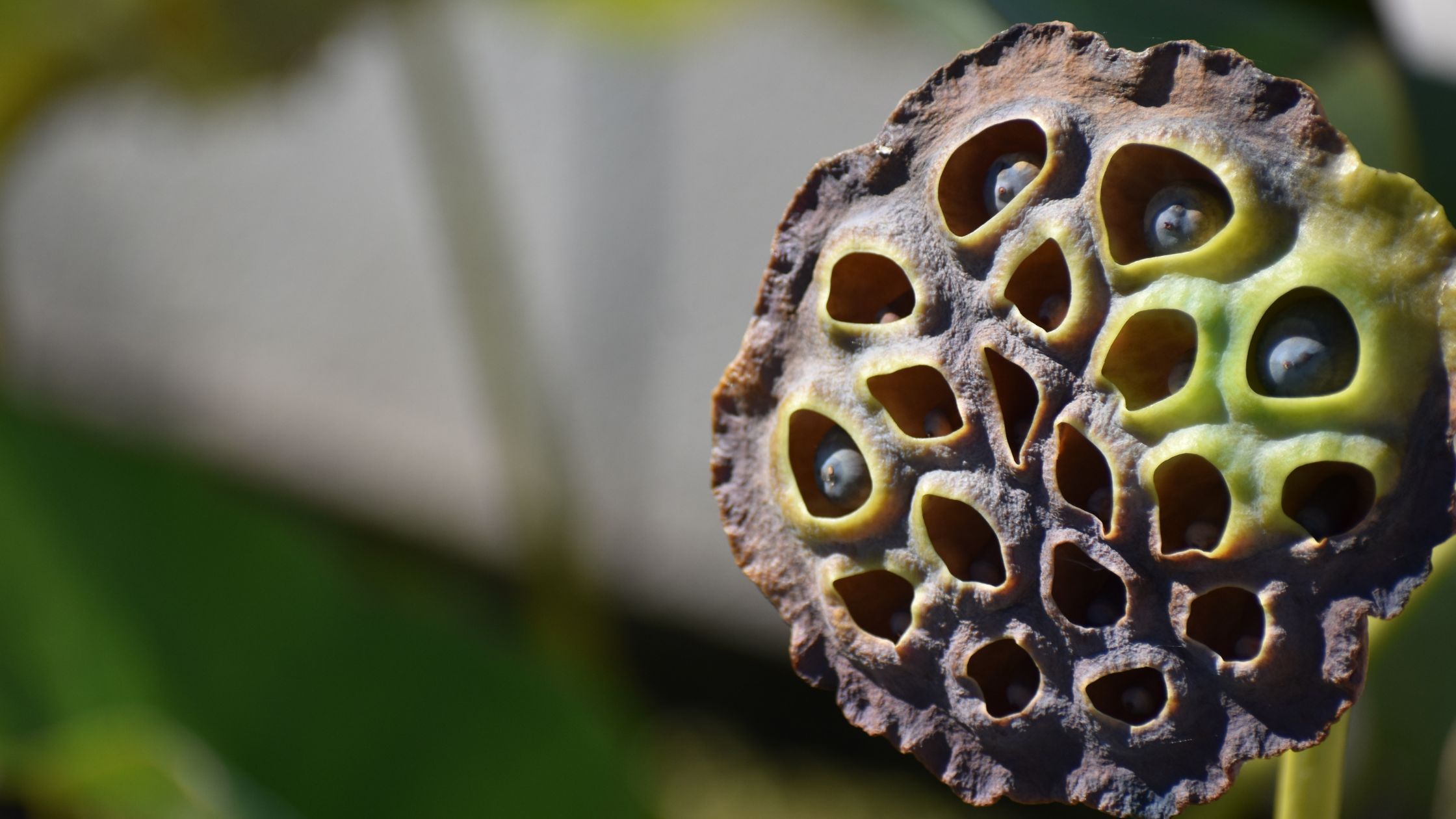 Trypophobia: All you need to know about the fear of holes | Beem